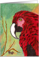 Large Bird, red parrot,nature,note card