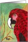 Large Bird, red parrot,nature,note card