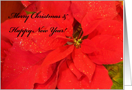 Merry CHristmas & Happy new year poinsetita card
