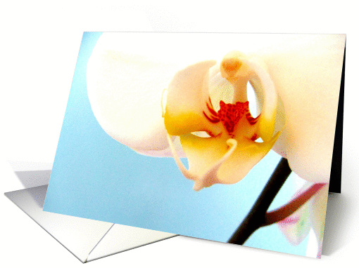 Phalaenopsis Orchid card (589822)