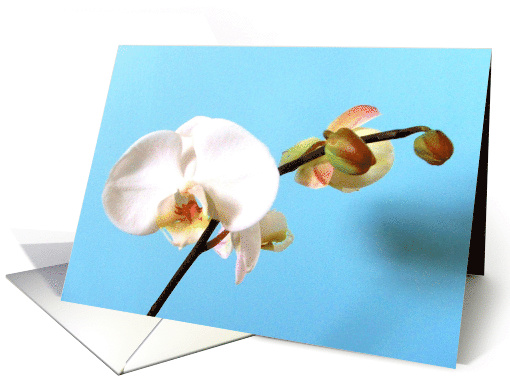 Phalaenopsis Orchid card (589880)