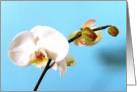 Phalaenopsis Orchid card