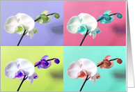 Phalaenopsis Orchid card