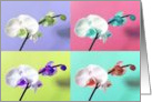 Phalaenopsis Orchid card