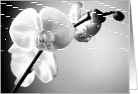 Phalaenopsis Orchid - Black & White card