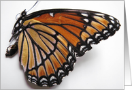 Butterfly Wings card