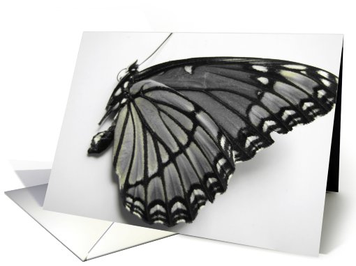 Butterfly card (676979)