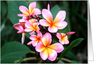 Frangipanis card