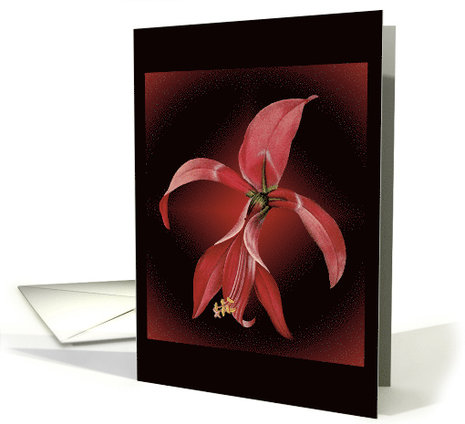 Amaryllis Birthday card (603949)