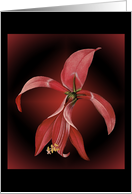 Amaryllis Birthday card