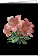 Pink Lilies Birthday card