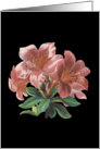 Pink Lilies Birthday card