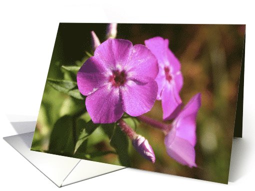 Pink Phlox Happy Birthday card (612331)