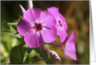 Pink Phlox Happy Birthday card