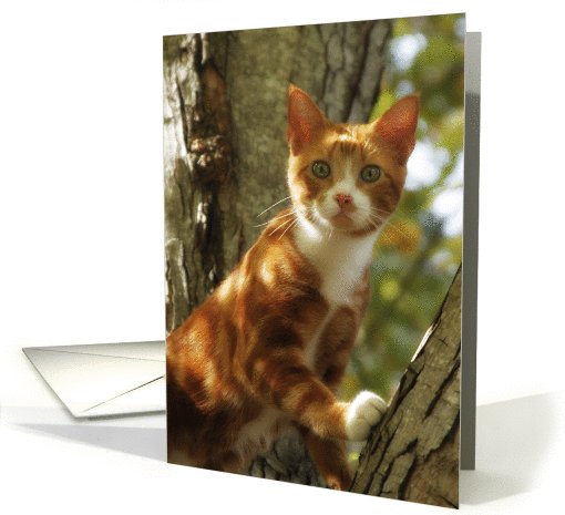Cat in Tree card (597964)