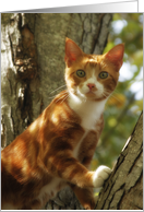 Cat in Tree card
