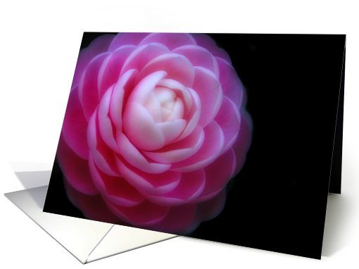Camelia Flower ~ Blank note card (619470)