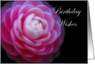 Camelia Flower ~ Birthday Wishes card