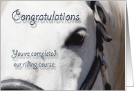 White Horse Close Up~Riding Course Completion card
