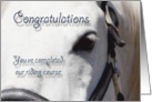 White Horse Close Up~Riding Course Completion card