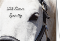 White Horse Close Up~Sympathy card