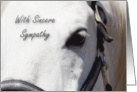 White Horse Close Up~Sympathy card