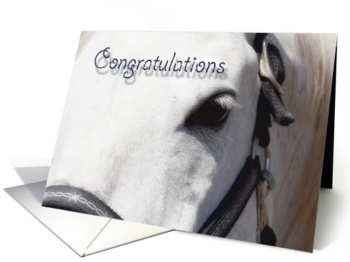 White Horse Close Up~Congratulations card (644598)