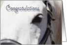 White Horse Close Up~Congratulations card