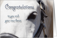 White Horse Close Up~Congratulations New Horse card