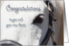 White Horse Close Up~Congratulations New Horse card