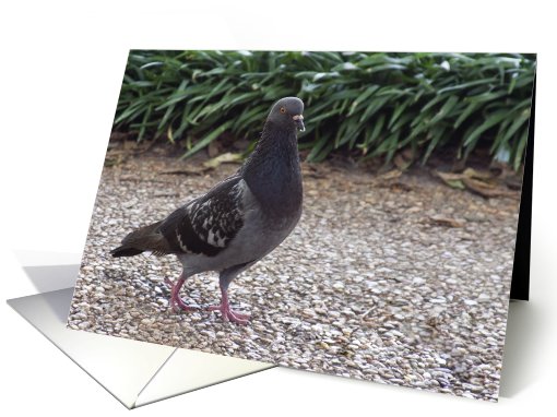 Walking Pigeon card (653829)