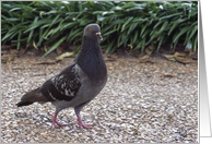 Walking Pigeon card