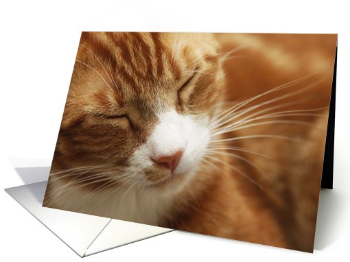 Sleeping Orange Cat ~ Blank Note card (654094)
