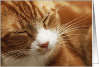 Sleeping Orange Cat ~ Blank Note Card
