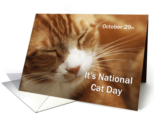 Sleeping Orange Cat ~ Humor ~National Cat Day October 29 card (654102)
