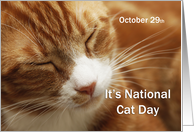 Sleeping Orange Cat ~ Humor ~National Cat Day October 29 card