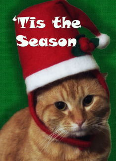 Cat in Christmas Hat...
