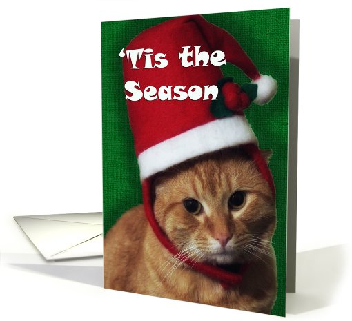 Cat in Christmas Hat ~ Tis the Season ~ From Veterinarian card