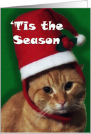 Cat in Christmas Hat ~ Tis the Season ~ From Veterinarian card