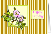 Pink Hedge Rose on Striped Background Birthday Card