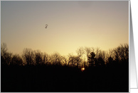 Birds at Sunrise card