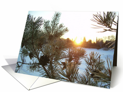 Sunrise Pine - Dawn 02mar10 card (599336)
