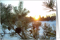 Sunrise Pine - Dawn 02mar10 card