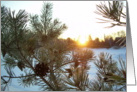Sunrise Pine - Dawn 02mar10 card