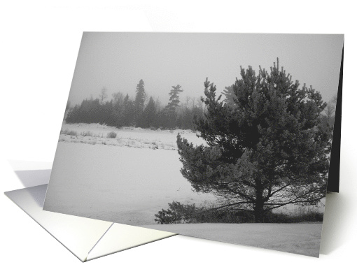 Pine tree - Gray Dawn 03mar10 card (599348)