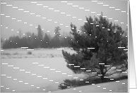 Pine tree - Gray Dawn 03mar10 card