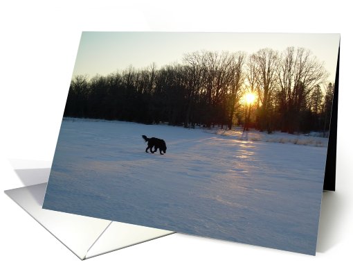Dog on Snow Sunrise - 04mar10 card (599350)
