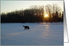 Dog on Snow Sunrise - 04mar10 card