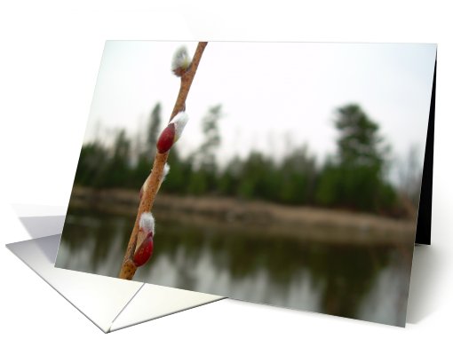 Pussy Willow Blooms, Mississippi River Photography card (601661)