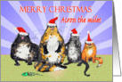 Merry Christmas across the miles, cats with Christmas hats., humor. card